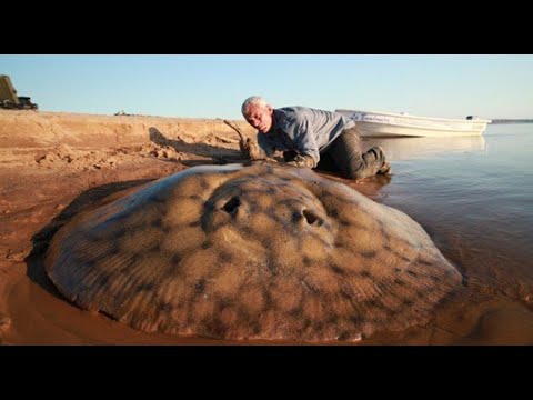 Biggest River Monsters Ever Caught | Documentary 2021