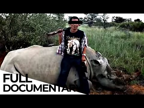 How Poaching and Wildlife Trafficking Works | Wildlife Trade Explained | ENDEVR Documentary