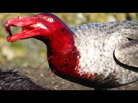 Documentaries 2021 | Deadliest Birds On The Planet - Full Documentary