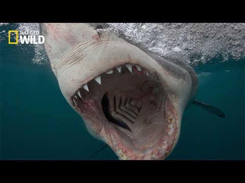 Documentary 2021 - Gold Coast Shark Attacks | National Geographic