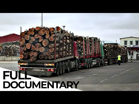 The Real Cost of Cheap Wood | Wood Industry | ENDEVR Documentary