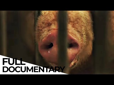 The Carnivore's Dilemma: Is It Ethical to Eat MEAT from Industrial Farms? | ENDEVR Documentary