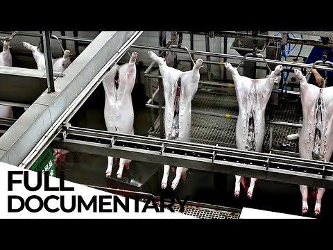 How the MEAT Industry is Damaging Small Producers and the Environment | ENDEVR Documentary