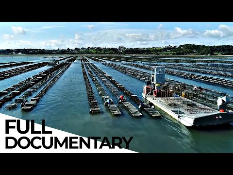 The Reality Behind Oyster Farmers | Mystery of the Oyster | ENDEVR Documentary