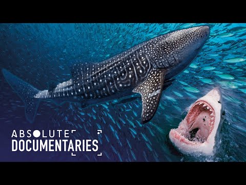 Is It Too Late To Save The Whale Shark? (Deep Sea Documentary) | Absolute Documentaries