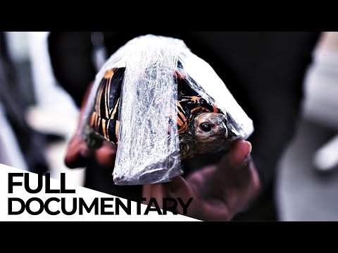 How Wildlife Trafficking Prospers Online and Puts Species in Danger | ENDEVR Documentary