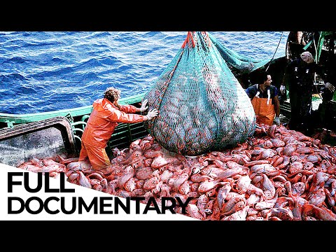 Where Have All the Fish Gone? | Overfishing Crisis | ENDEVR Documentary