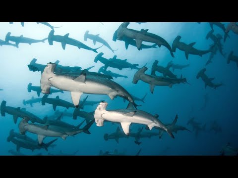 Doku 2023 | Cocos - Die Insel der Haie - Dokumentation Deutsch