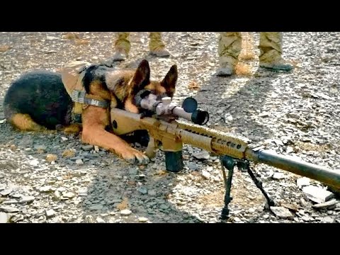 Doku 2023 | Hundesoldaten - Dokumentation Deutsch