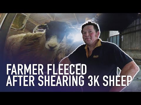 Scammed Out of 3K Sheep Shearing: Sheriffs Dive To The Rescue | Absolute Documentaries