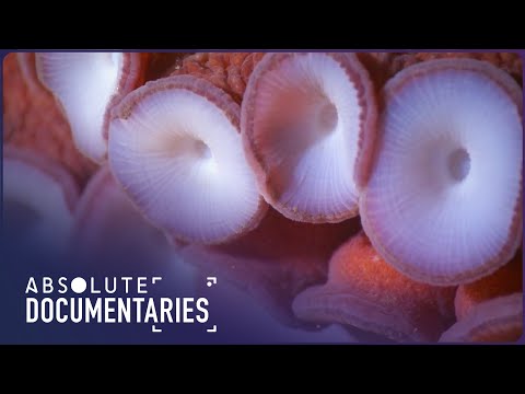 Can Squid and Octopus Actually Communicate Through Their Skin? | Absolute Documentaries