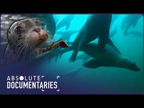 Lions of The Deep | Ocean Odyssey: The Blue Realm | Absolute Documentaries