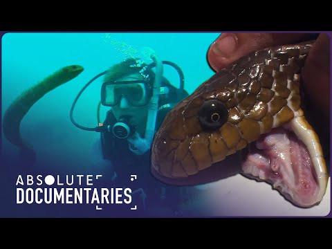 Miracle Venom: Unmasking the Ocean's Lethal Secrets | Blue Realm | Absolute Documentaries
