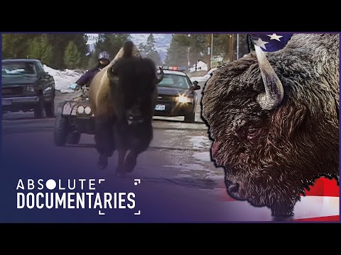 Facing The Storm: Story Of The American Bison | A 19th Century Saga | Absolute Documentaries