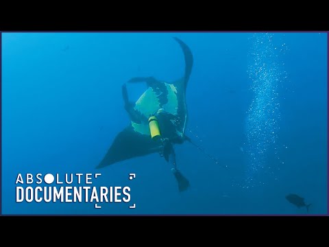 Mysteries of Deep: Giant Manta Rays' Intelligent Dance in Socorro Islands | Absolute Documentaries