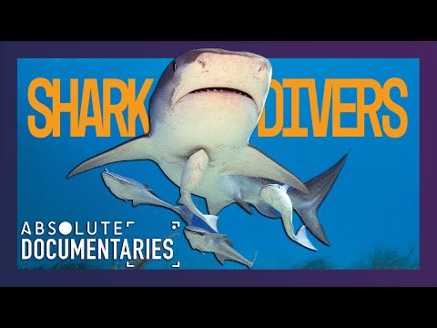 Shark Encounters: From Guadalupe to the Bahamas, Are We Crossing the Line? | Absolute Documentaries