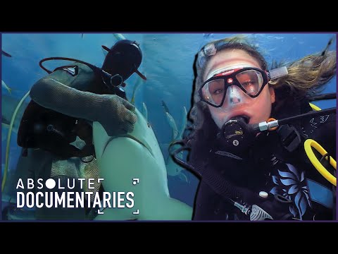 The Last Sanctuary for Sharks | Defying Danger, Thriving Against the Odds | Absolute Documentaries