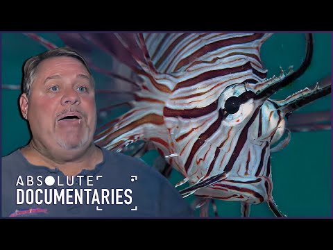 Toxic Invaders: The Lethal Legacy of Lionfish | Blue Realm | Absolute Documentaries