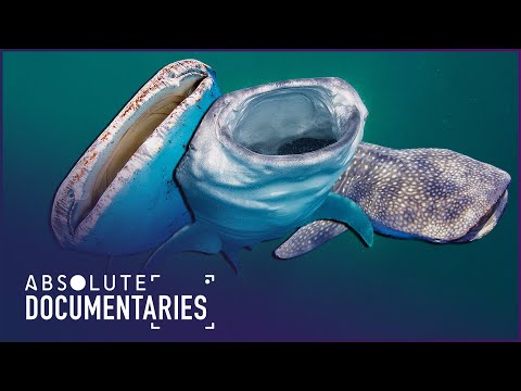 The Epic Race to Save Whale Sharks: The High-Tech Battle Against Time | Absolute Documentaries